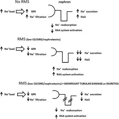 Urine biochemistry assessment in the sequential evaluation of renal function: Time to think outside the box